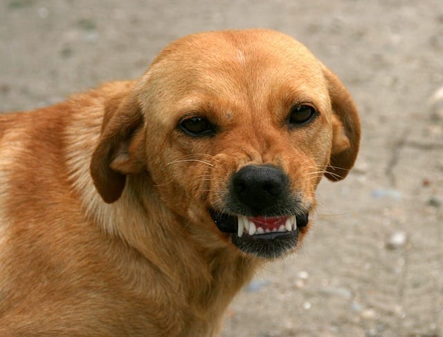 Dog Bites on Postal Workers