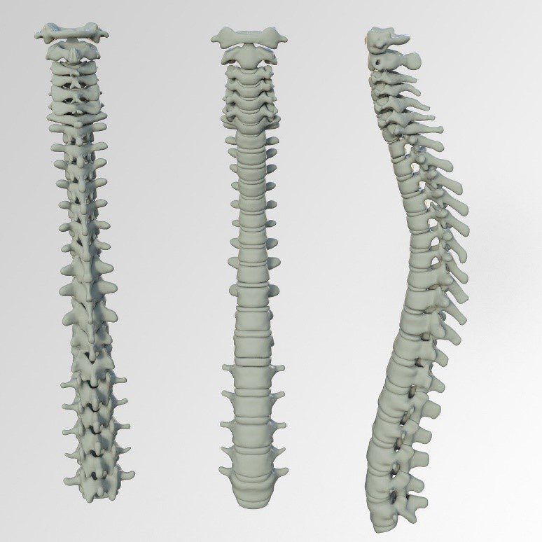 Three different views of the human spine