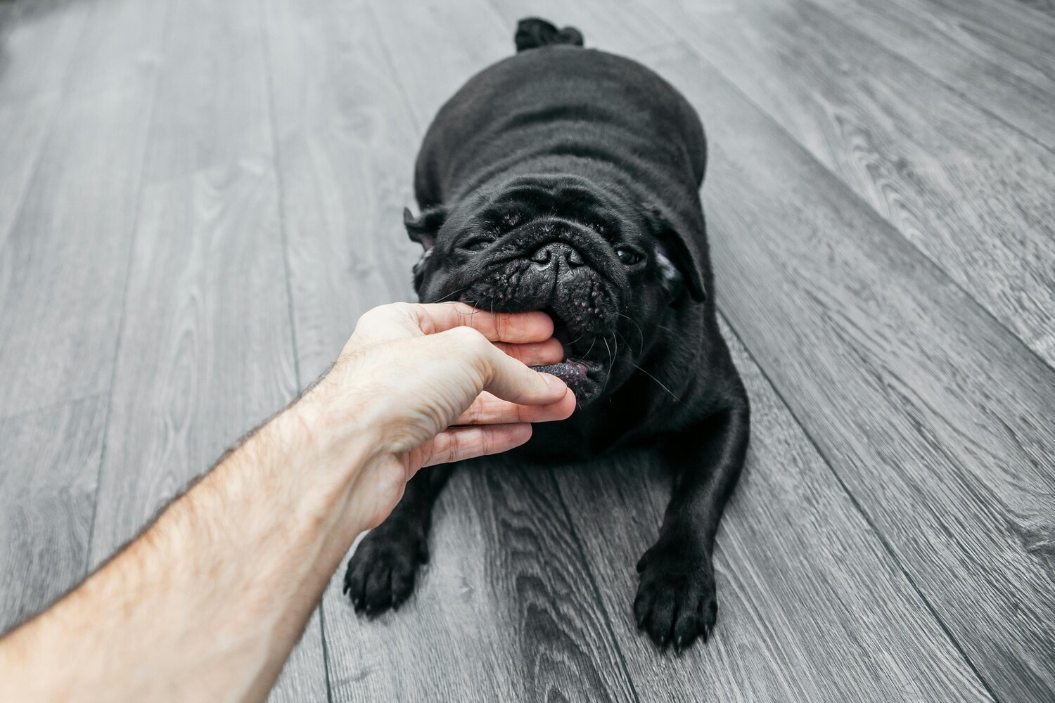 A black pug gently biting a person's hand on a wooden floor.