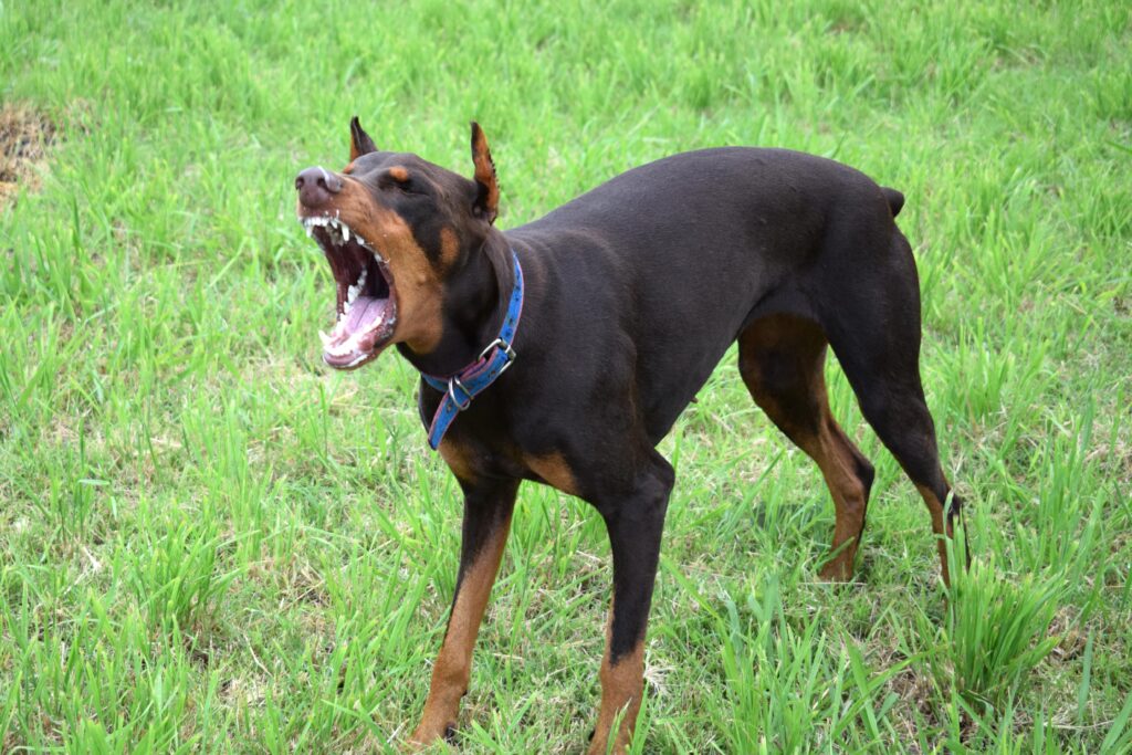 Los Angeles dog bite attorney